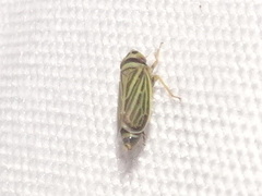 Amblysellus curtisii