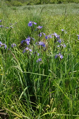 Iris setosa