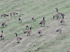 Branta canadensis