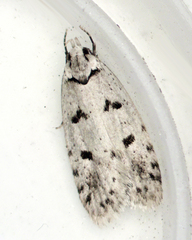 Scatochresis episema