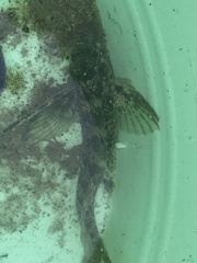 Hypsoblennius gilberti