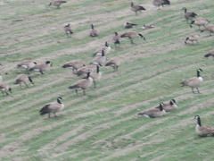 Branta canadensis