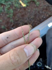 Bothriochloa pertusa