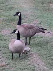Branta canadensis