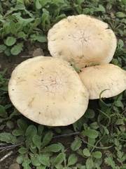 Agrocybe