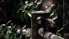 Callithrix geoffroyi