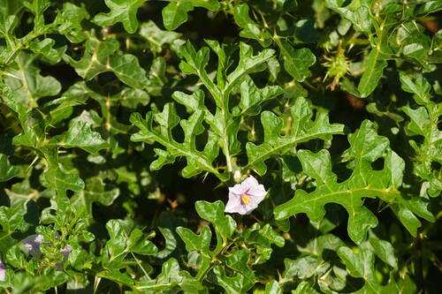 Solanum linnaeanum observed 2022-12-26