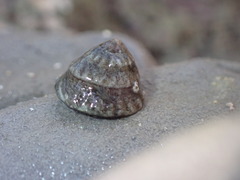 Bembicium flavescens