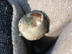 Bembicium flavescens