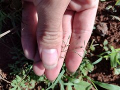 Eragrostis barrelieri