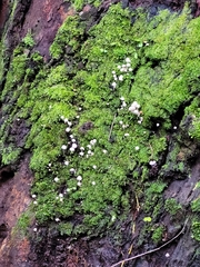 Fungi