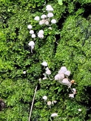 Fungi