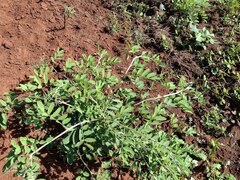 Indigofera suffruticosa
