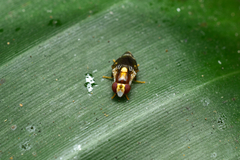 Periscelididae