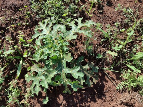 Solanum linnaeanum observed 2022-12-26