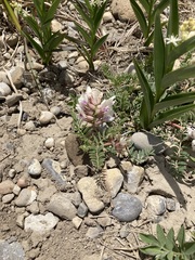 Astragalus crassicarpus