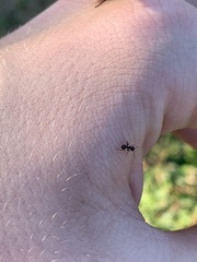 Crematogaster pilosa