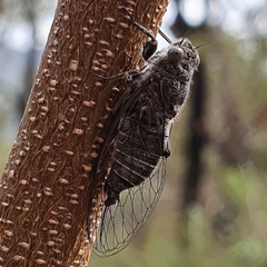 Atrapsalta corticina