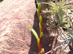 Tillandsia albida