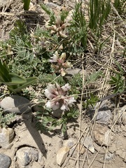 Astragalus crassicarpus