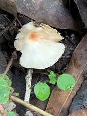 Lepiota castaneidisca
