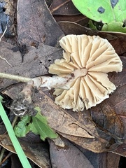 Lepiota castaneidisca