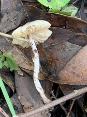 Lepiota castaneidisca