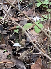 Lepiota castaneidisca