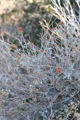 Eriogonum wrightii