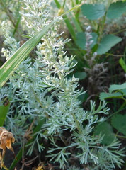 Artemisia