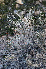 Eriogonum wrightii