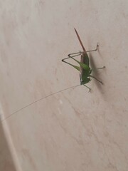 Conocephalus brevipennis