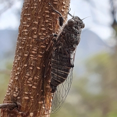 Atrapsalta corticina