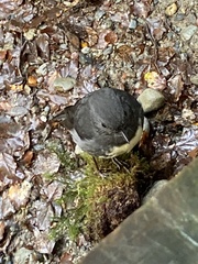 Petroica macrocephala