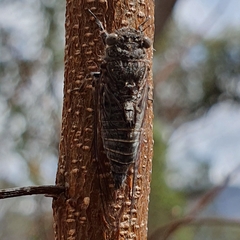 Atrapsalta corticina