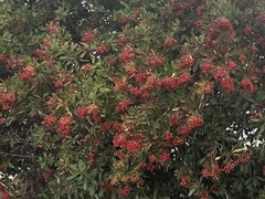 Heteromeles arbutifolia