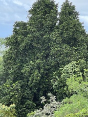 Magnolia dodecapetala