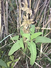 Salvia spathacea
