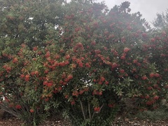 Heteromeles arbutifolia