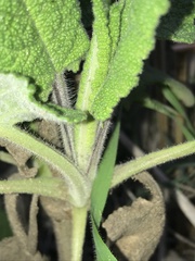 Salvia spathacea
