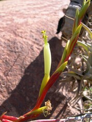 Tillandsia albida