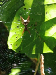 Micrathena sexspinosa