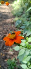 Calloceratina