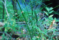 Equisetum myriochaetum