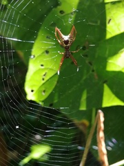 Micrathena sexspinosa