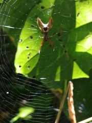 Micrathena sexspinosa