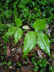Arisaema ringens
