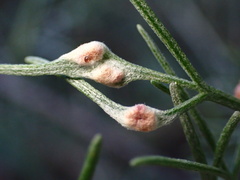 Aceria paracalifornica