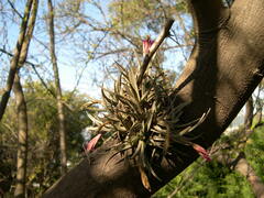 Tillandsia argentina