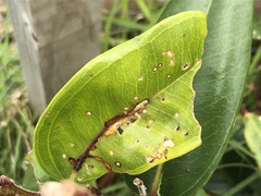 Metrosideros excelsa